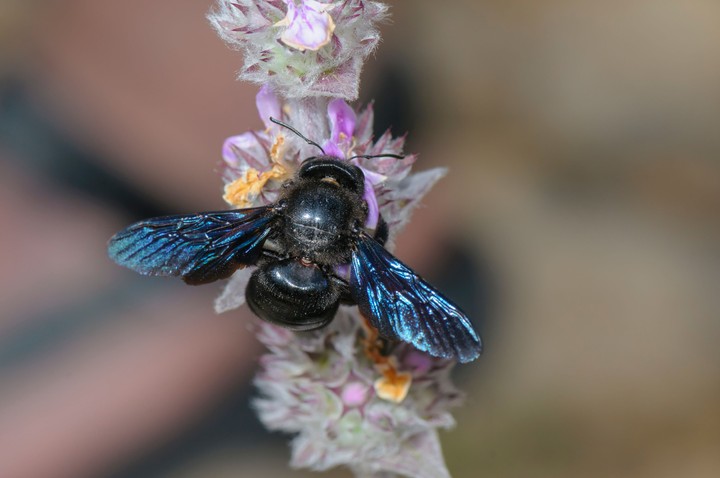 Nova zahrada - drevar fialovy